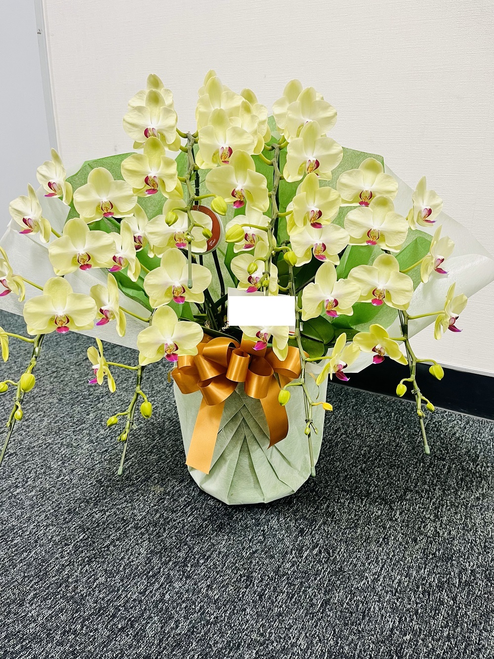 胡蝶蘭・黄色リップミディ