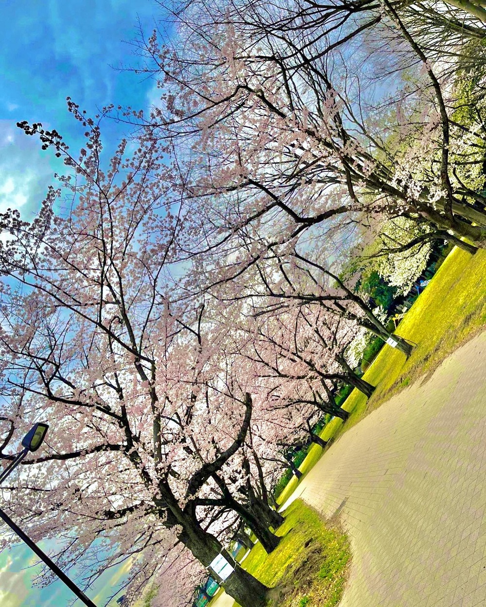 桜キレイ