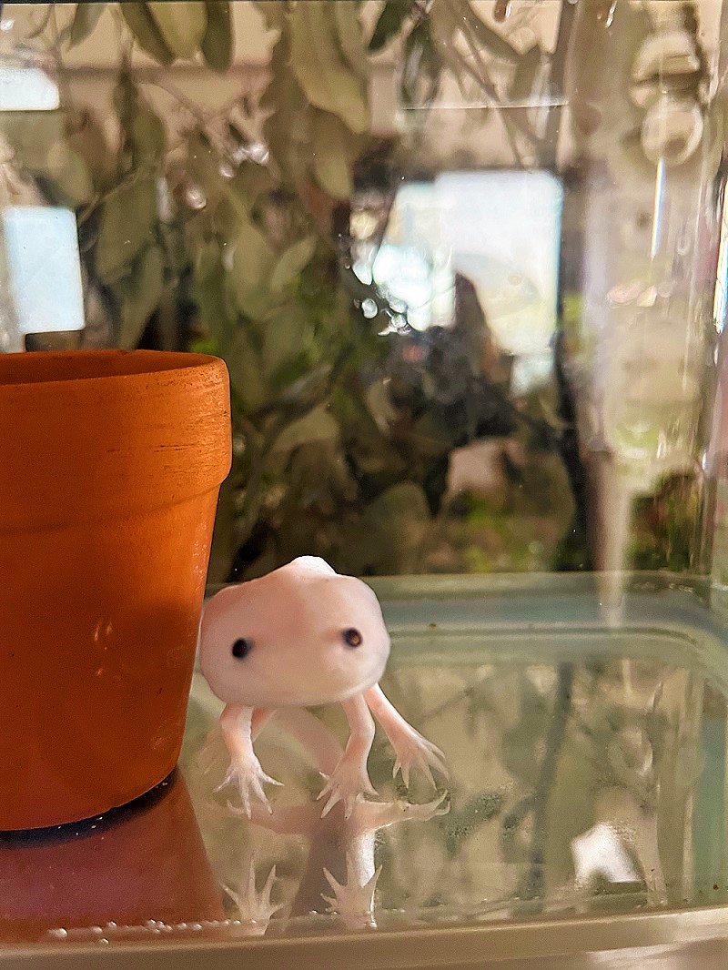 ウパ