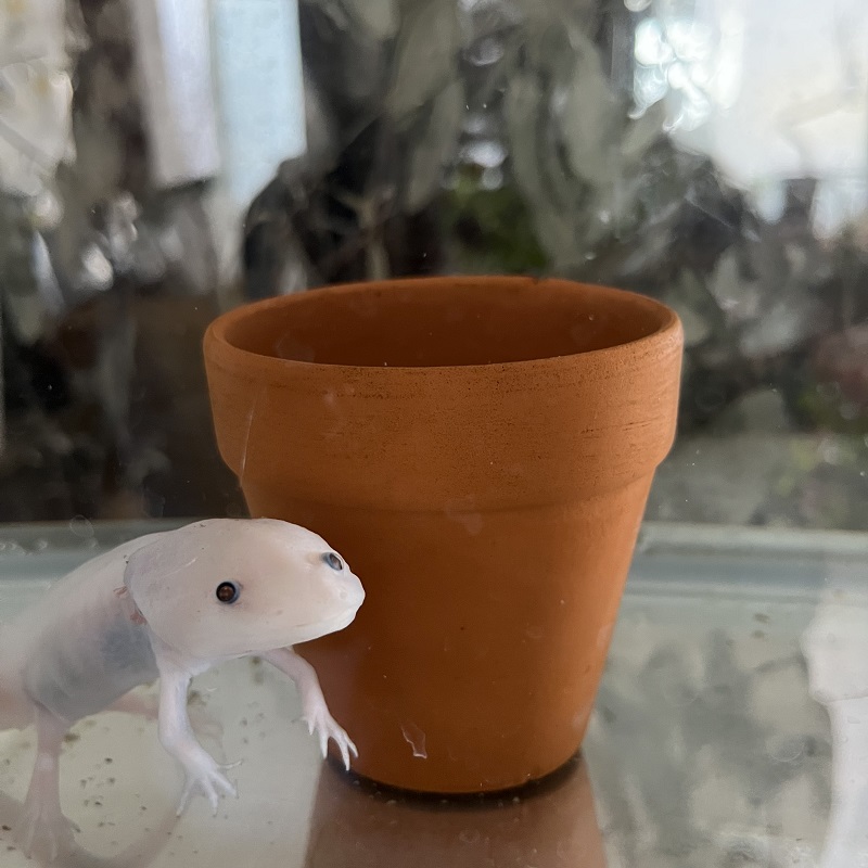 ウパ