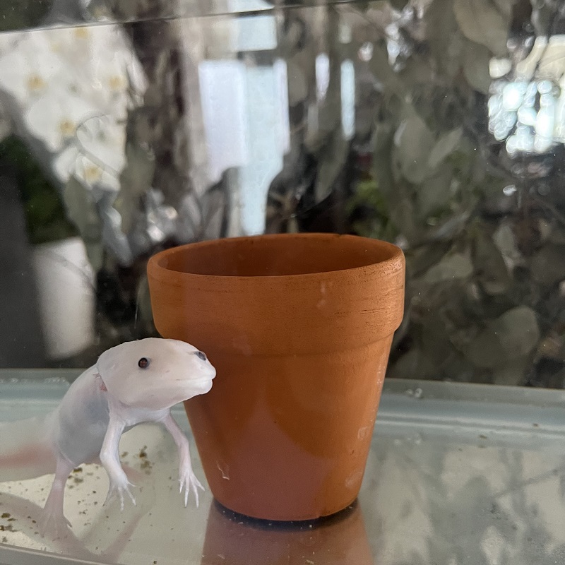 ウパ