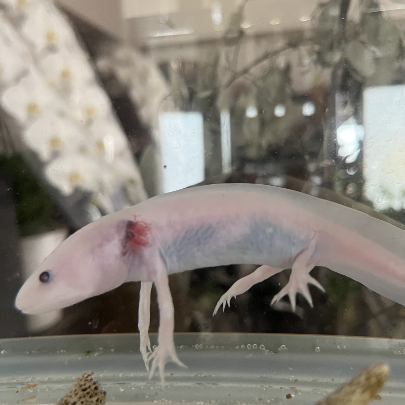 ウパ